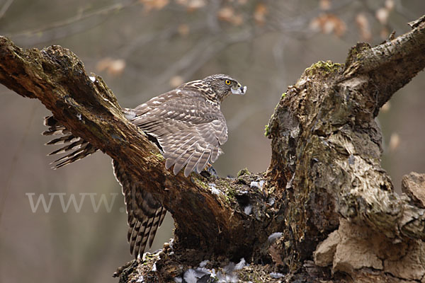 Habicht (Accipiter gentilis)