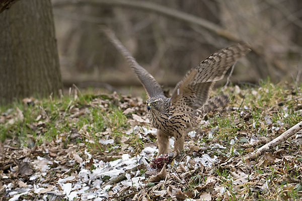 Habicht (Accipiter gentilis)