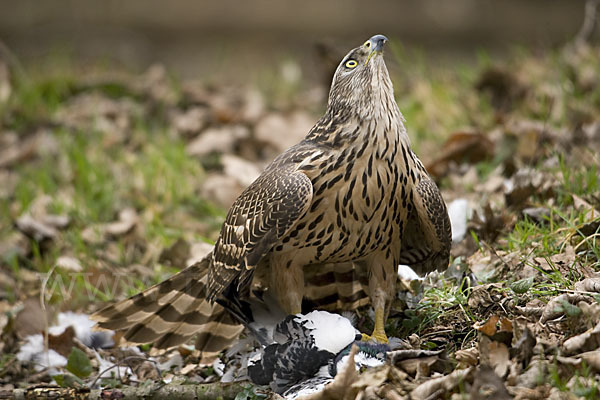 Habicht (Accipiter gentilis)