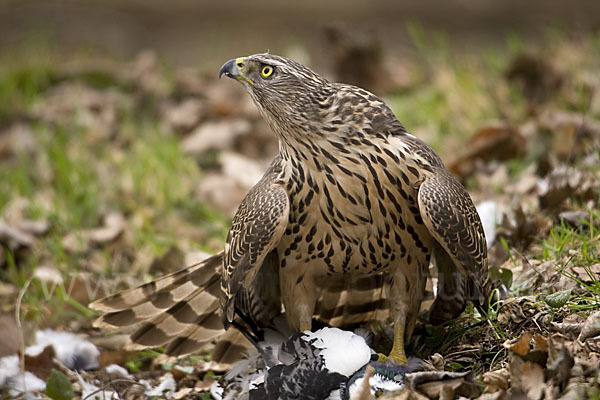 Habicht (Accipiter gentilis)