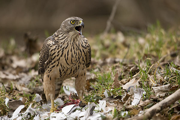 Habicht (Accipiter gentilis)