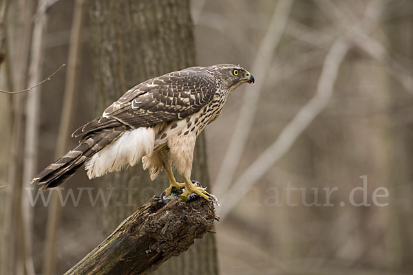 Habicht (Accipiter gentilis)