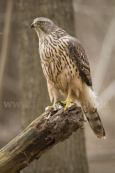 Habicht (Accipiter gentilis)