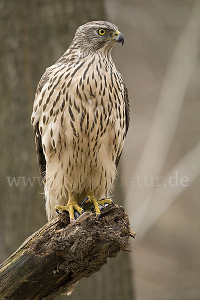 Habicht (Accipiter gentilis)