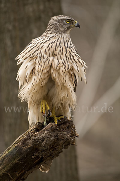 Habicht (Accipiter gentilis)