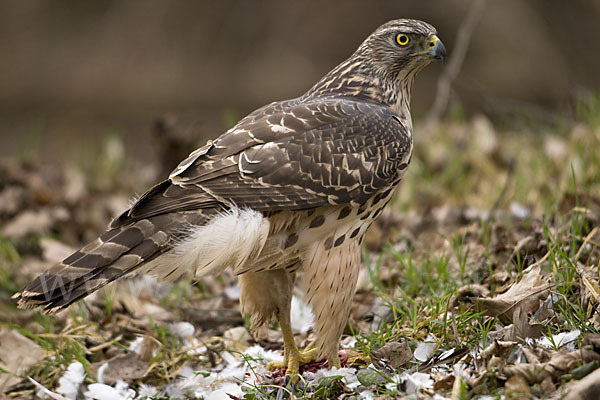 Habicht (Accipiter gentilis)