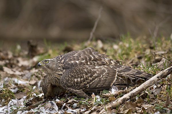 Habicht (Accipiter gentilis)