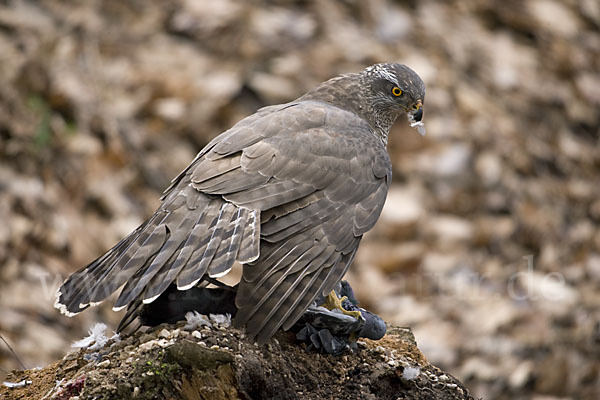 Habicht (Accipiter gentilis)