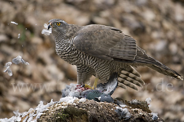 Habicht (Accipiter gentilis)