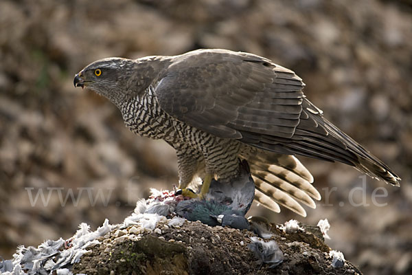 Habicht (Accipiter gentilis)