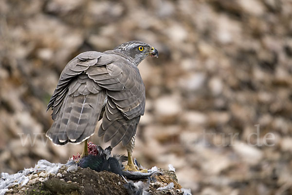 Habicht (Accipiter gentilis)