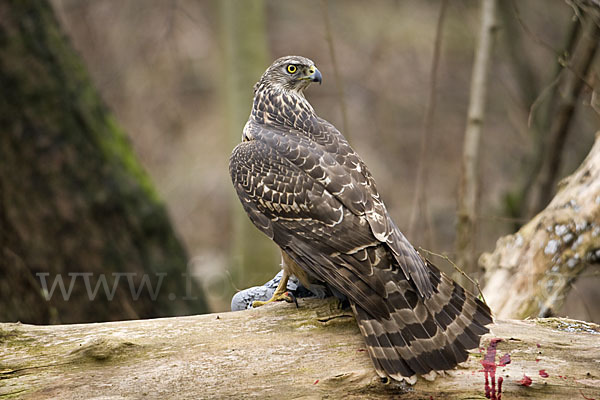 Habicht (Accipiter gentilis)