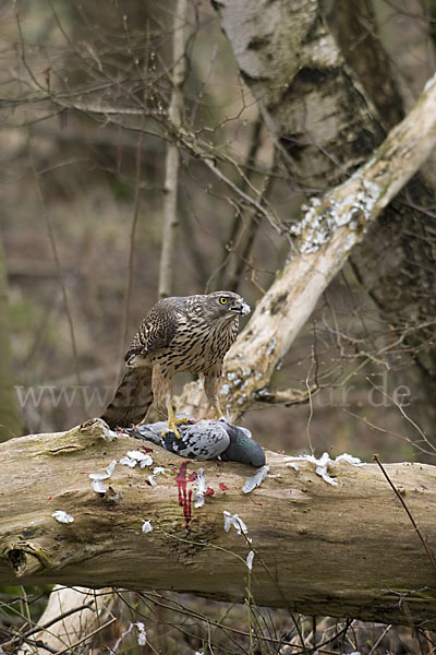 Habicht (Accipiter gentilis)