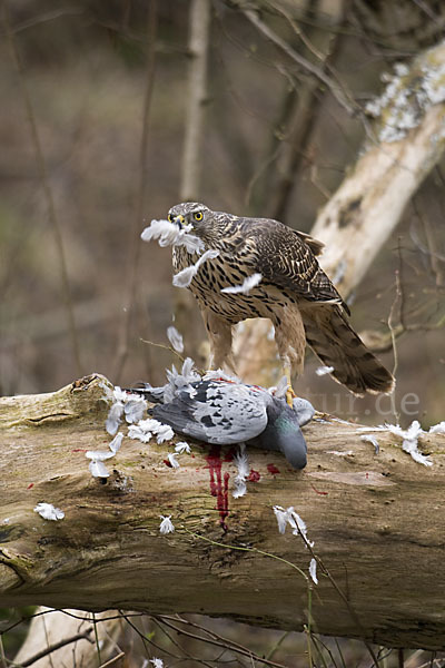 Habicht (Accipiter gentilis)