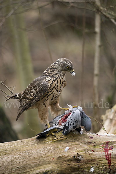 Habicht (Accipiter gentilis)