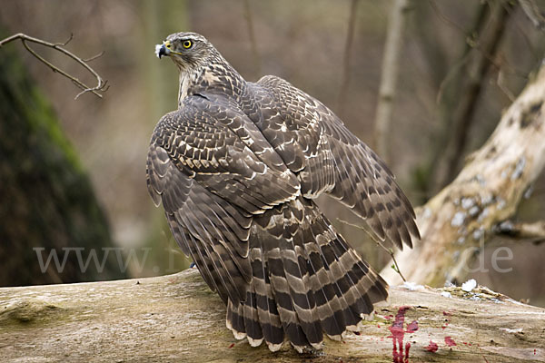 Habicht (Accipiter gentilis)