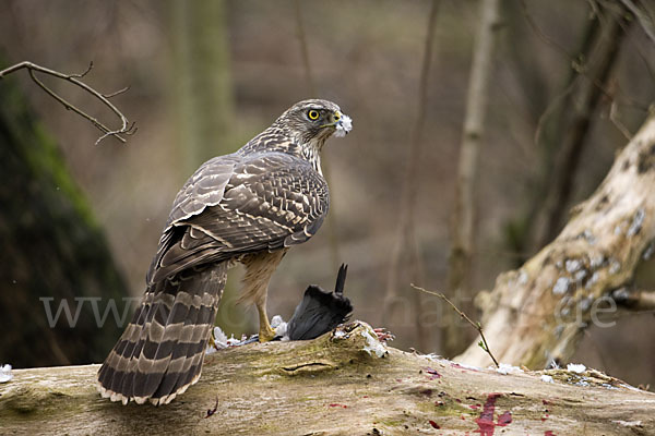 Habicht (Accipiter gentilis)