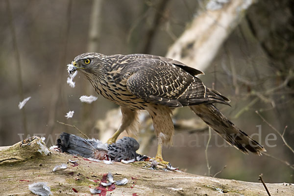 Habicht (Accipiter gentilis)