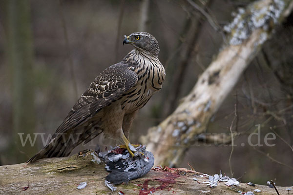 Habicht (Accipiter gentilis)