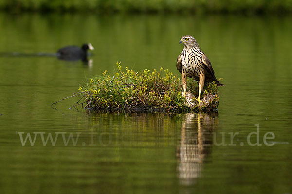 Habicht (Accipiter gentilis)