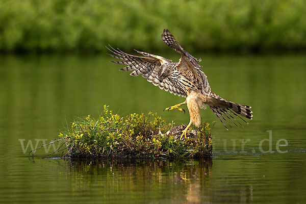 Habicht (Accipiter gentilis)