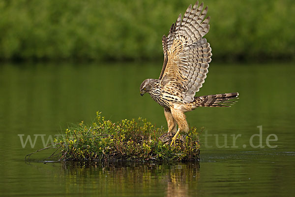 Habicht (Accipiter gentilis)