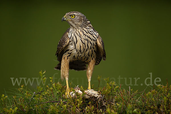 Habicht (Accipiter gentilis)