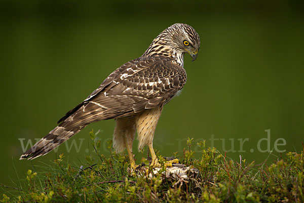 Habicht (Accipiter gentilis)