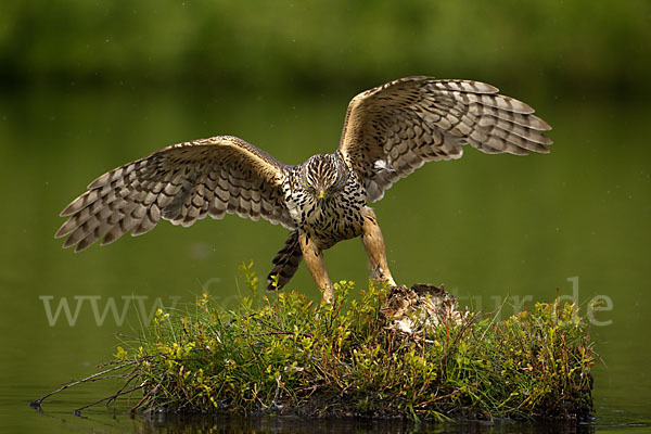 Habicht (Accipiter gentilis)