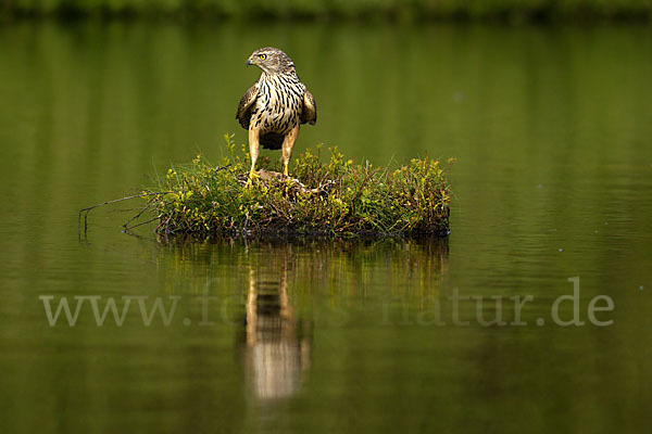 Habicht (Accipiter gentilis)