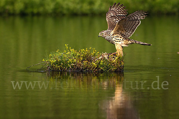 Habicht (Accipiter gentilis)