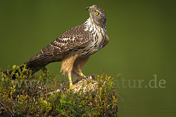 Habicht (Accipiter gentilis)