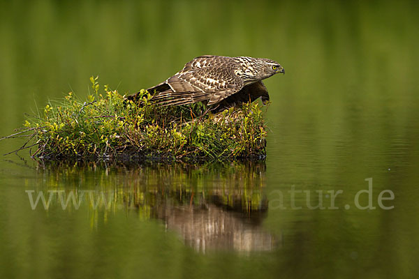 Habicht (Accipiter gentilis)