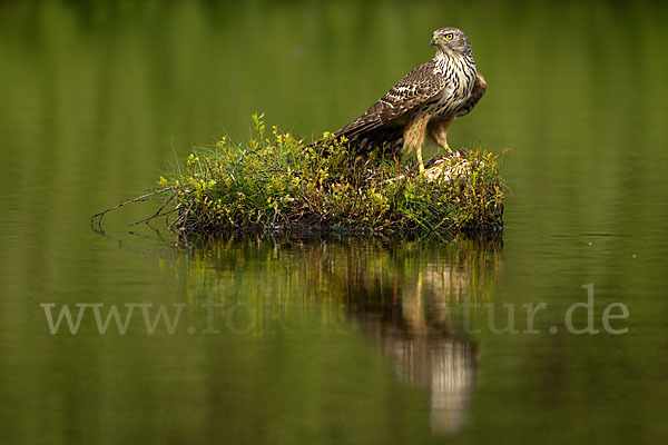 Habicht (Accipiter gentilis)