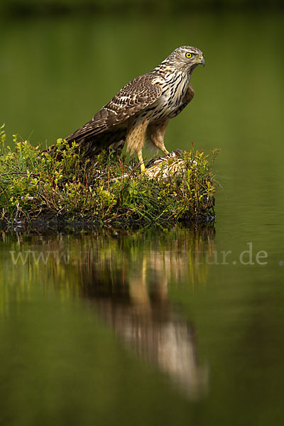 Habicht (Accipiter gentilis)