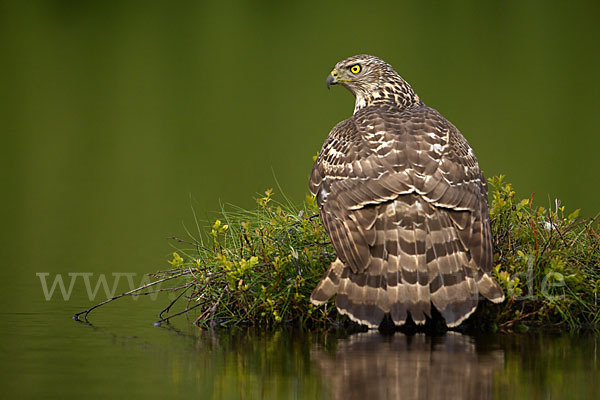 Habicht (Accipiter gentilis)