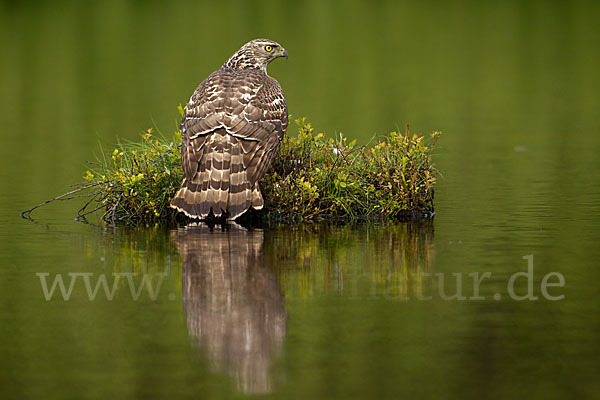 Habicht (Accipiter gentilis)