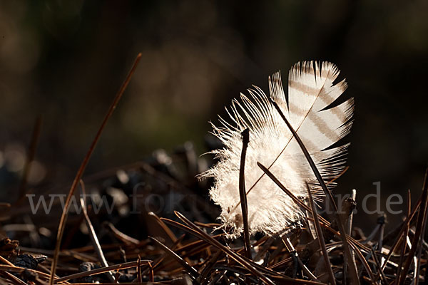 Habicht (Accipiter gentilis)