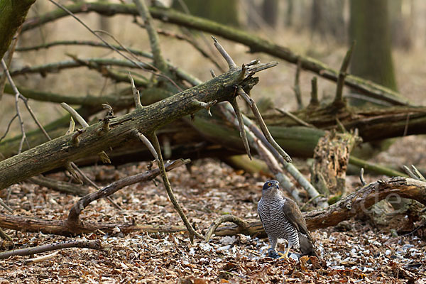 Habicht (Accipiter gentilis)