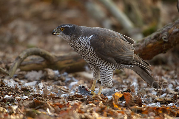 Habicht (Accipiter gentilis)