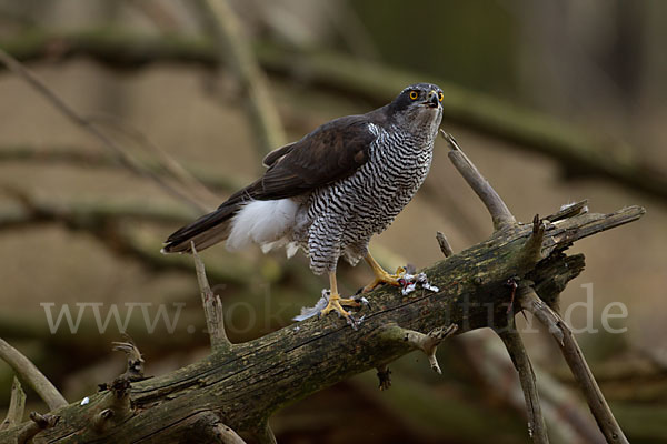 Habicht (Accipiter gentilis)