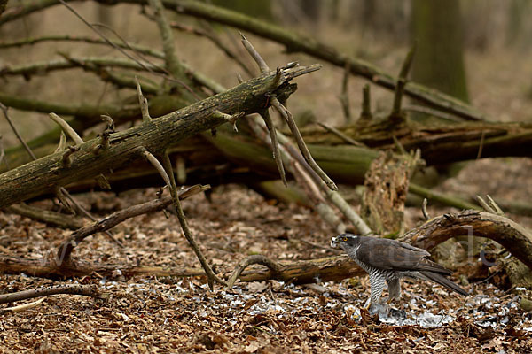 Habicht (Accipiter gentilis)