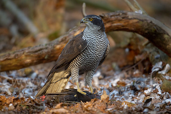 Habicht (Accipiter gentilis)