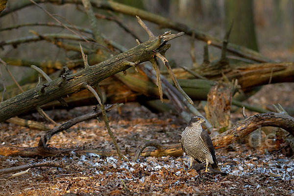 Habicht (Accipiter gentilis)