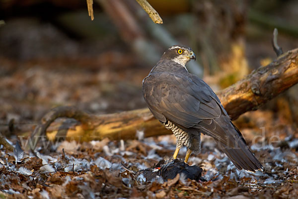 Habicht (Accipiter gentilis)