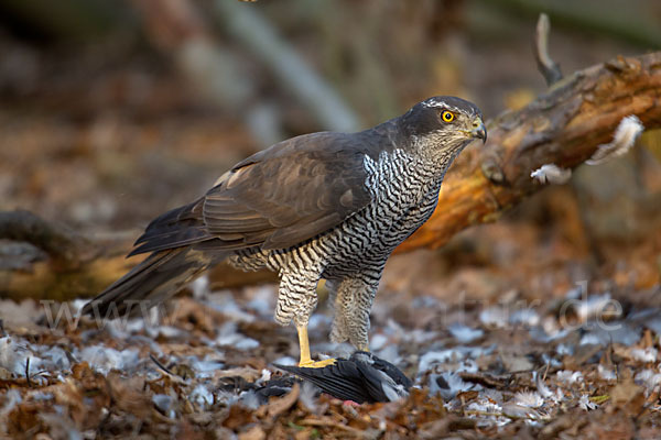 Habicht (Accipiter gentilis)