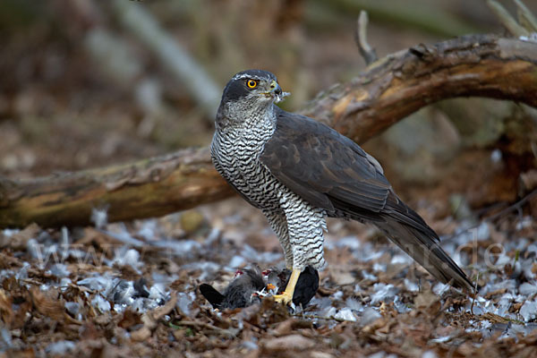 Habicht (Accipiter gentilis)