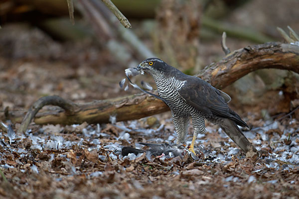 Habicht (Accipiter gentilis)