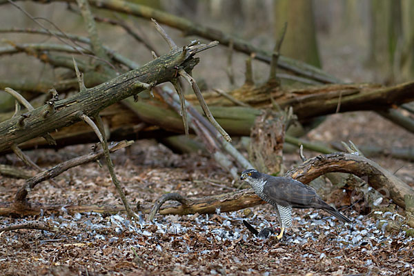 Habicht (Accipiter gentilis)