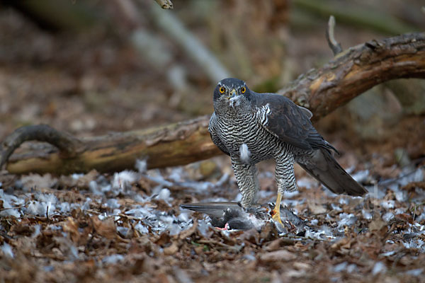 Habicht (Accipiter gentilis)